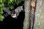 Mobile Preview: Postkarte Fransenfledermaus vor einer Baumhöhle